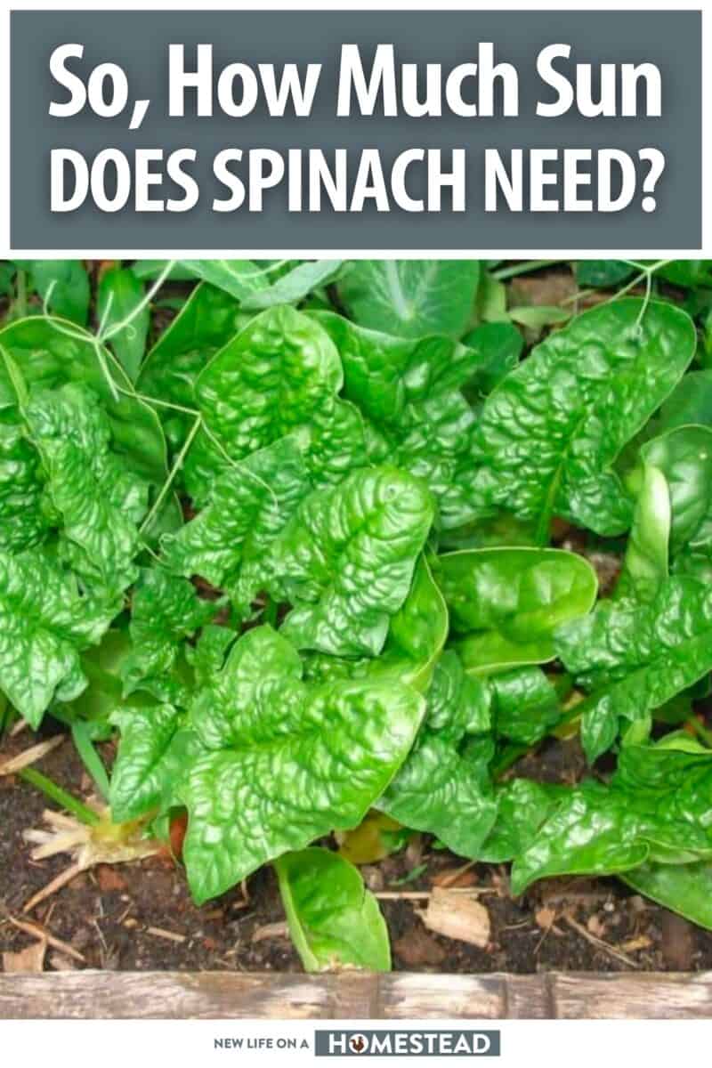 spinach sun needs pinterest