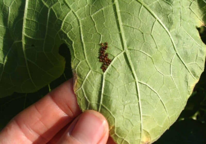 squash bugs eggs on leaf