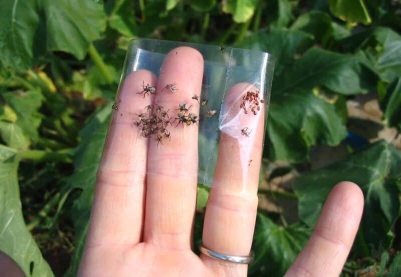 squash bugs stuck to transparent duct tape rolled around fingers