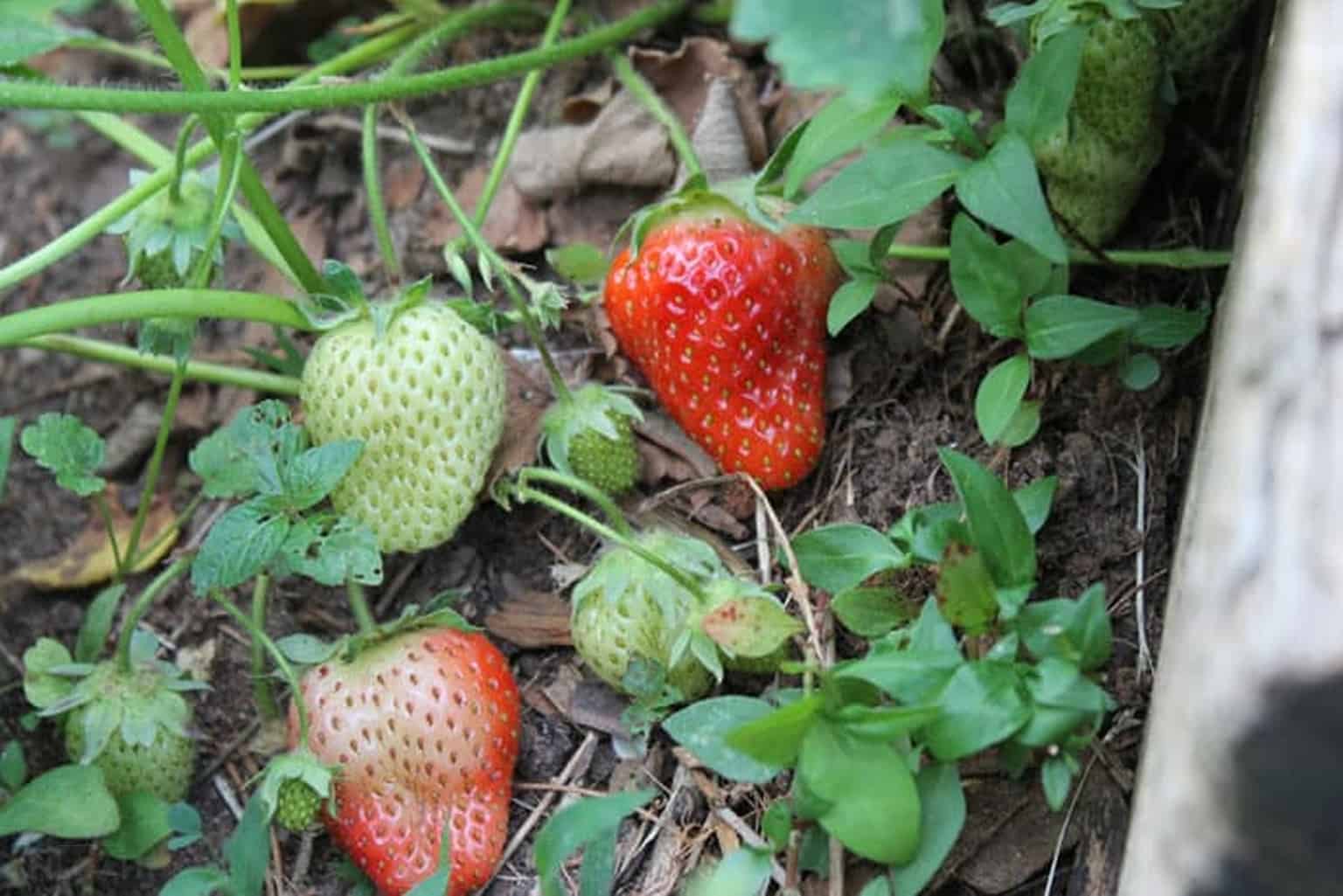 strawberry fruits almost ready for harvest