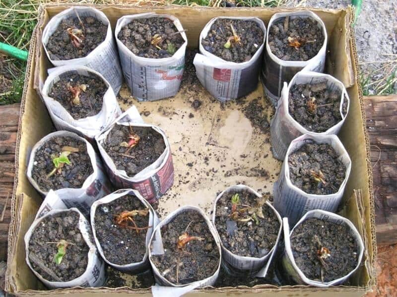 strawberry seedlings in newspaper pots inside cardboard box