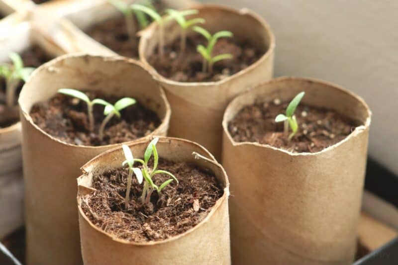 tomato seedlings in toilet paper containers after 12 days