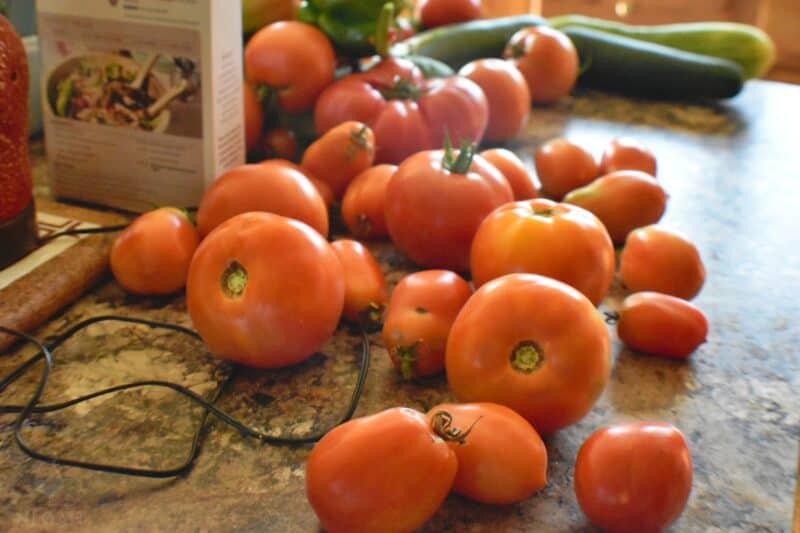 tomato varieties for salsa