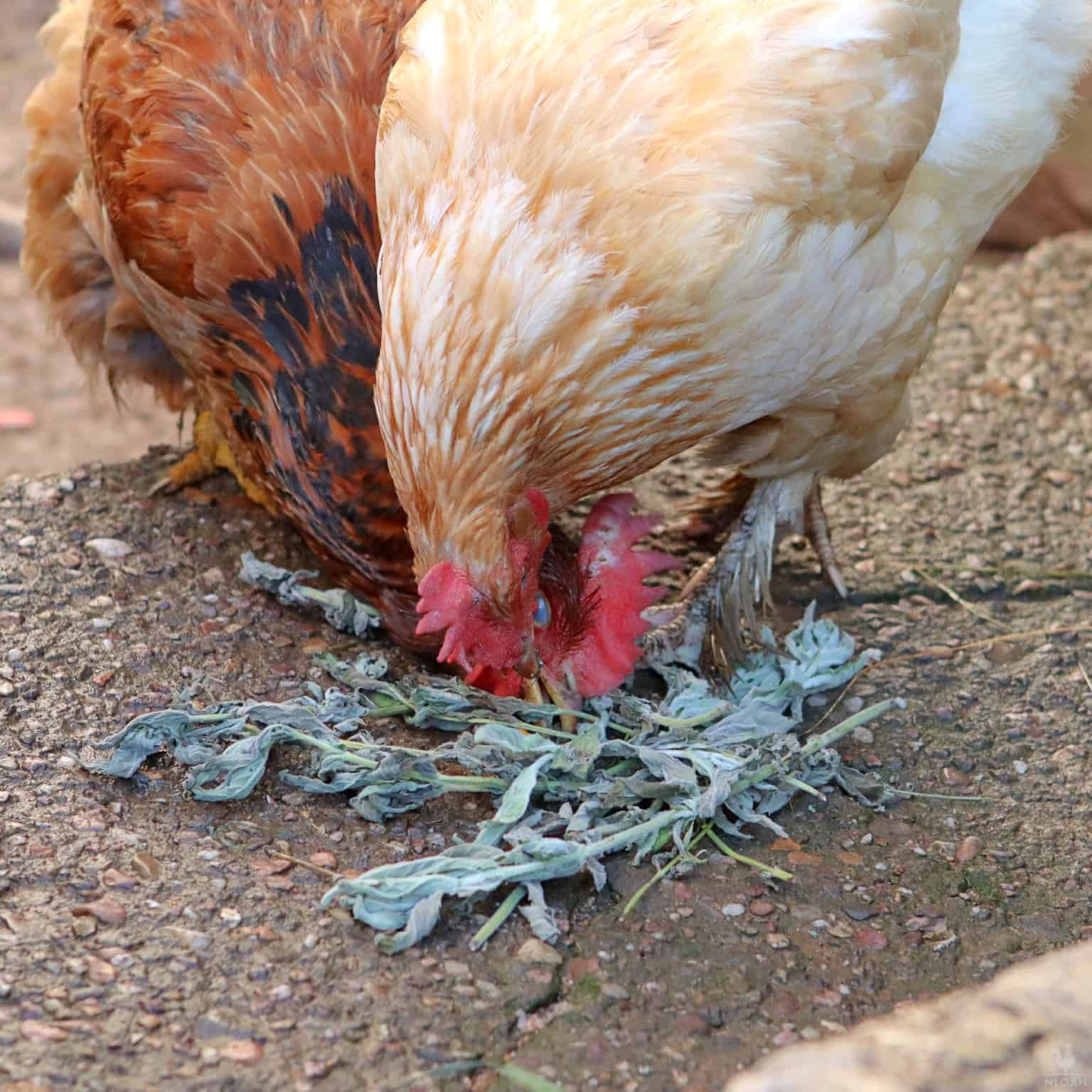 two chickens eating dried mint