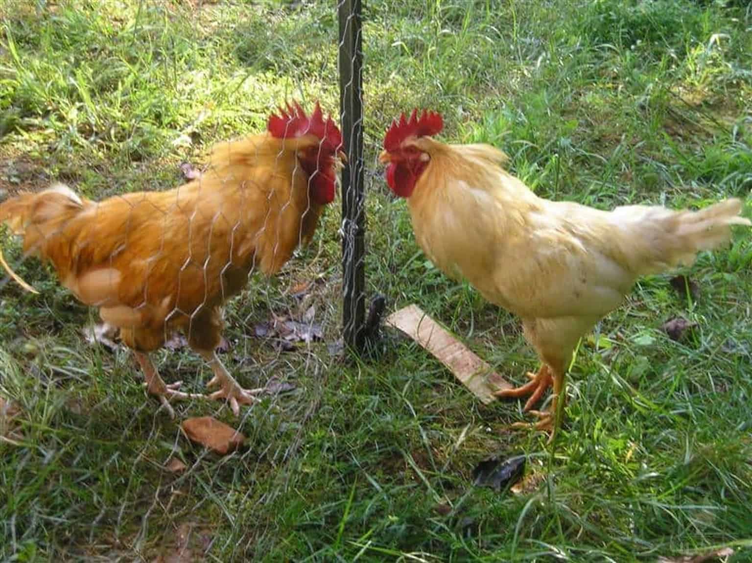 two fighting roosters