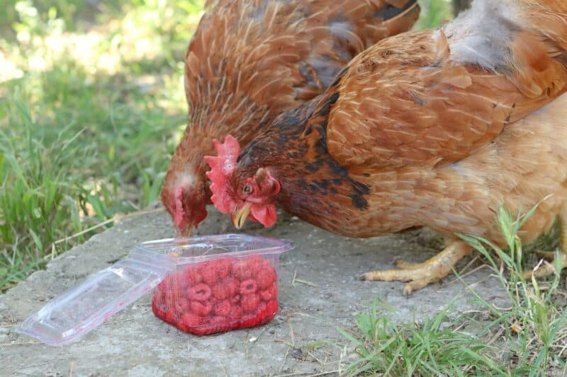 two hens enjoying some raspberries