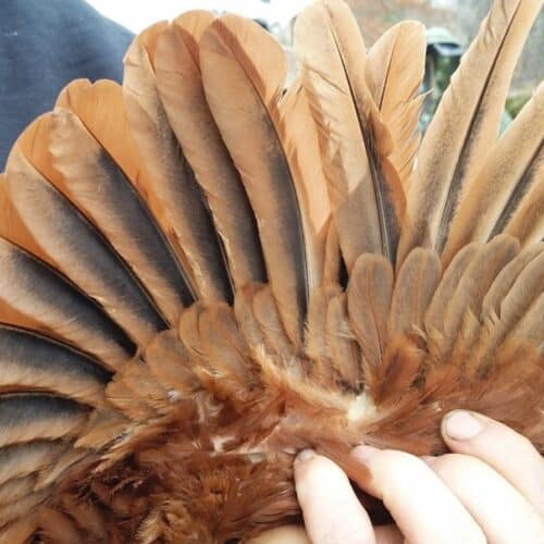 underside of a chicken wing