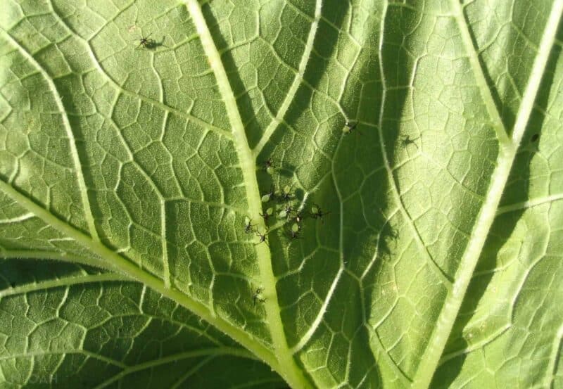 young squash bug babies on underside of leaf