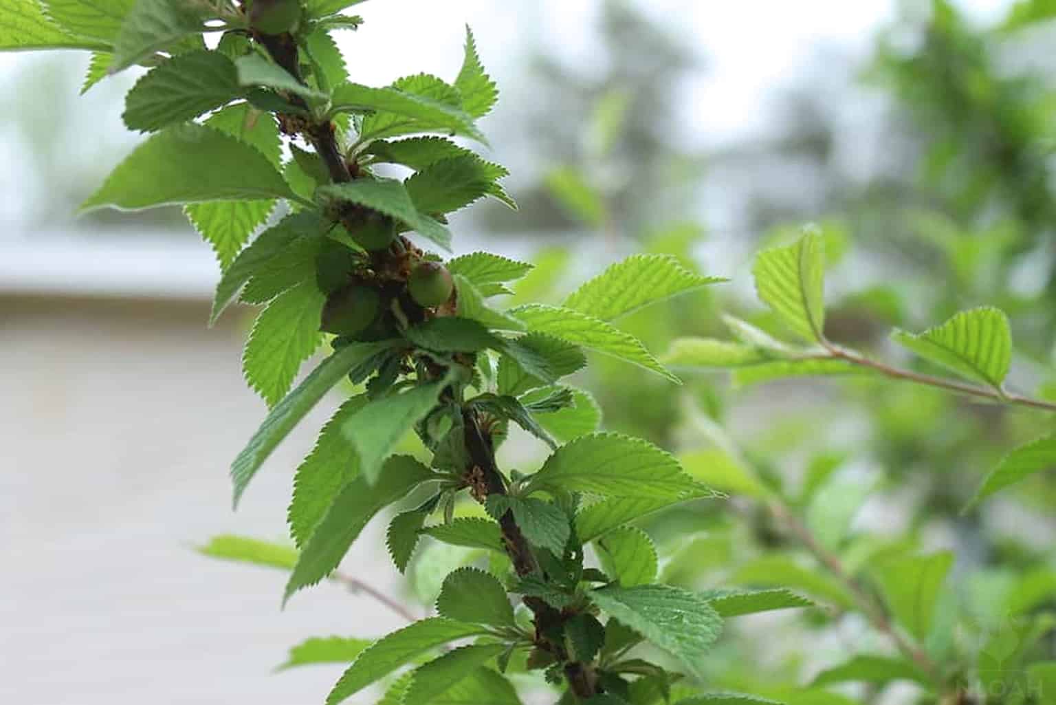 Edible Landscaping: Nanking Cherry Bushes