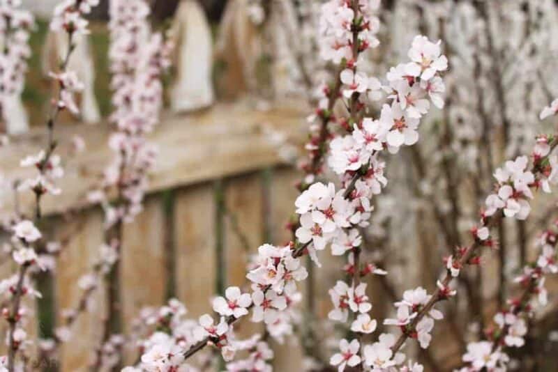 Nanking cherry bush blossoms close-up