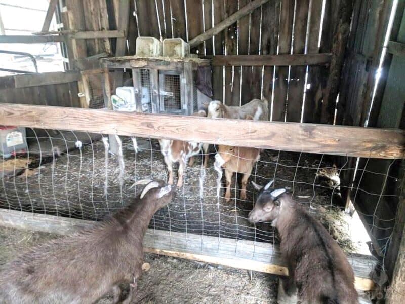 Nigerian goats meeting Nubian goats for the first time