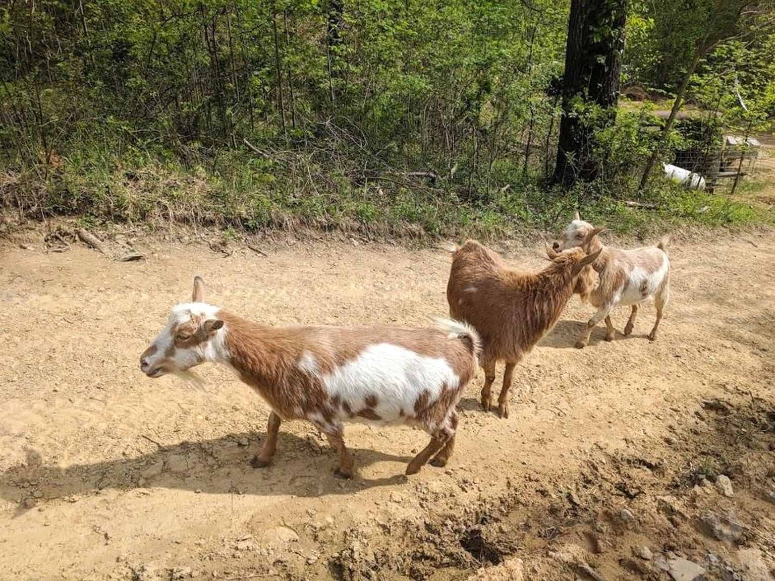 Nubian goats walking on dirt road