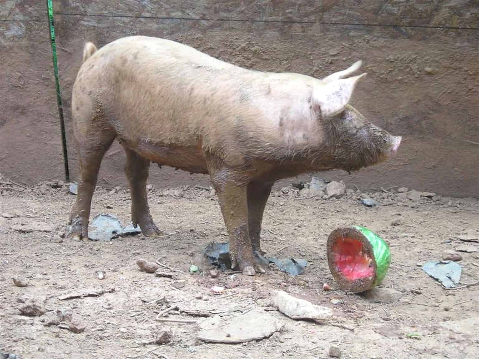 a pig eating watermelon
