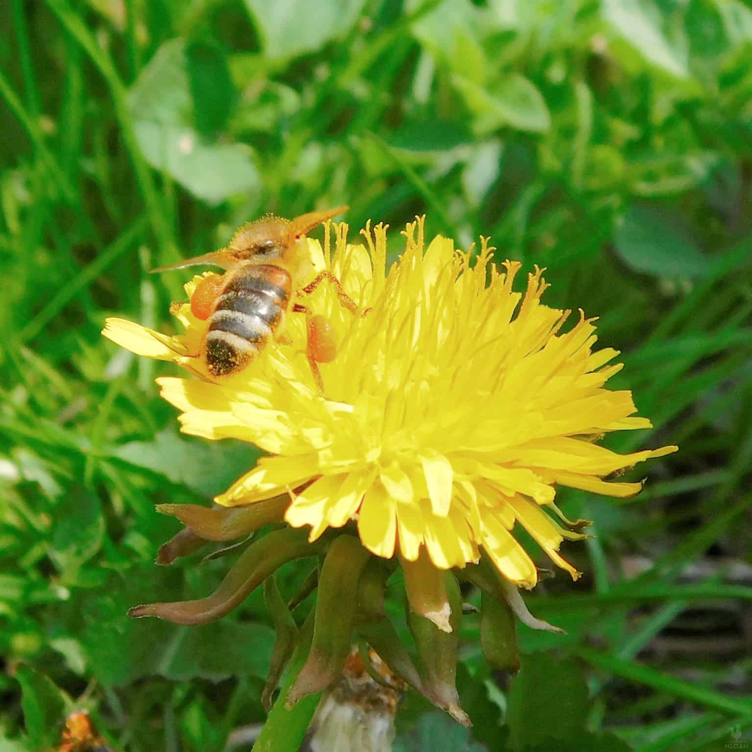 bee pollinating a dandelion