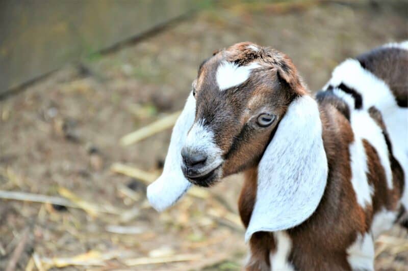 boer baby goat