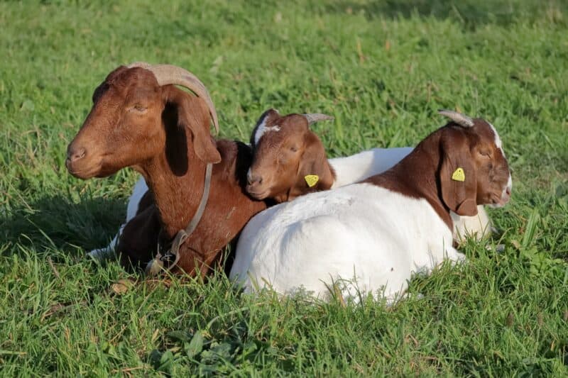 boer goat family