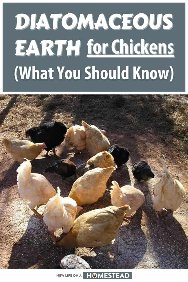 diatomaceous earth for chickens pinterest