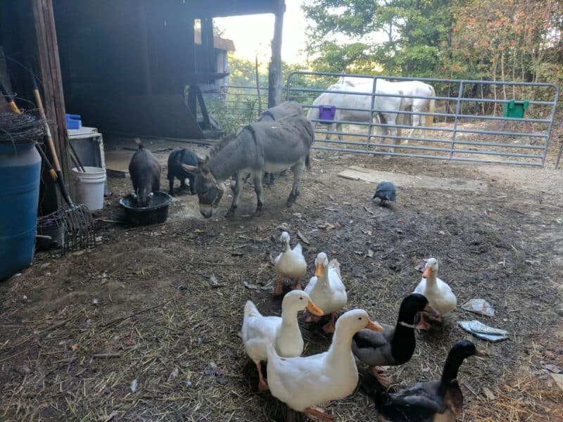donkeys horses ducks and goats free-ranging