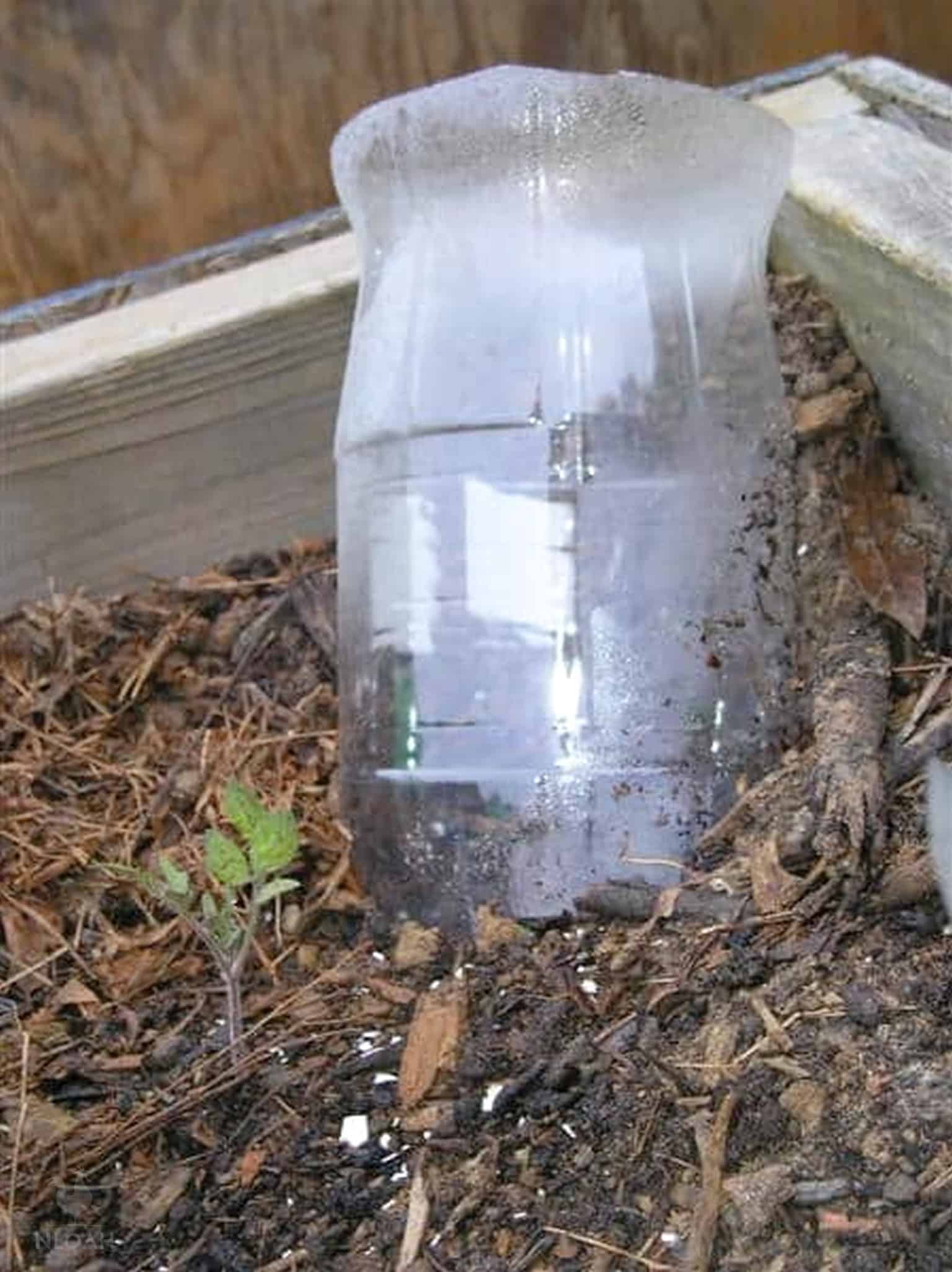 drip irrigation plastic bottle in raised bed