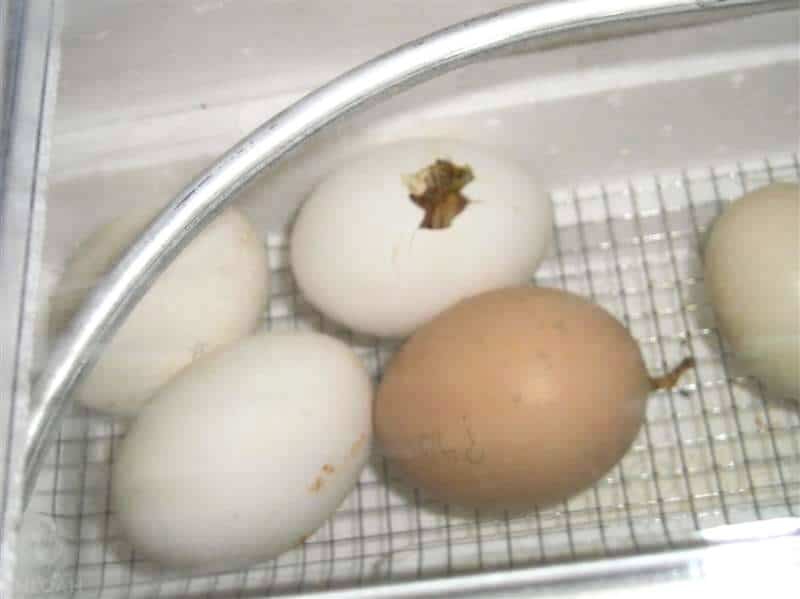 egg inside incubator starting to hatch