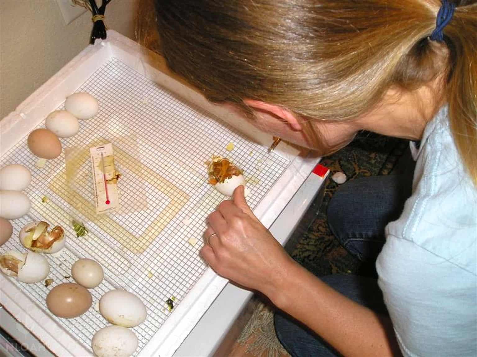 girl looking over baby chick stuck while hatching