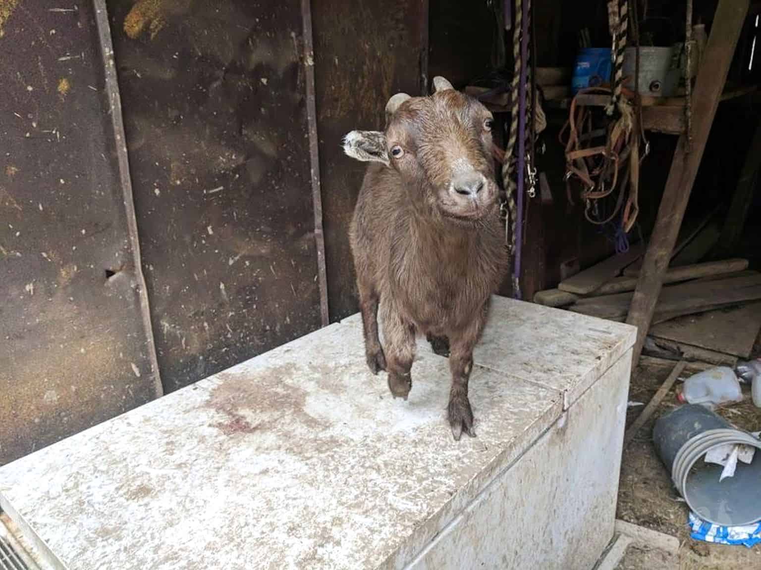 goat injured with missing ear