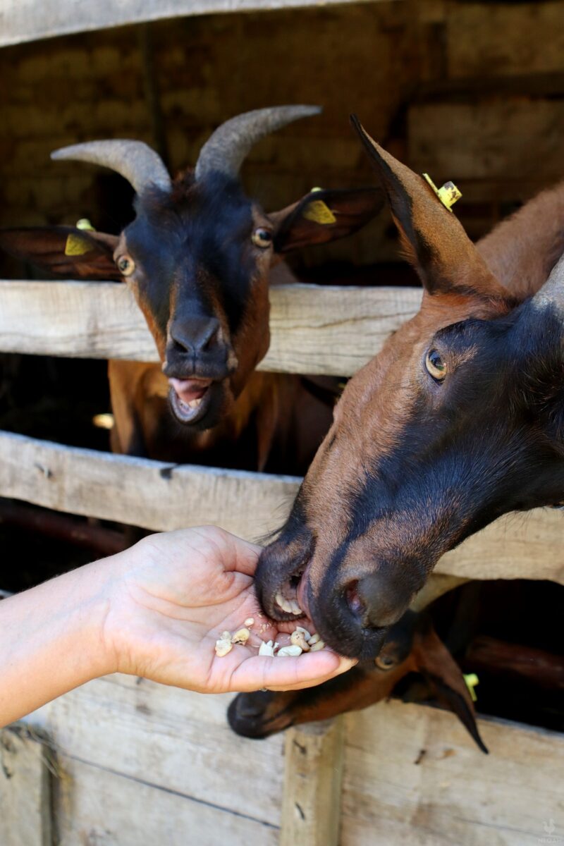 goats eating some cashews