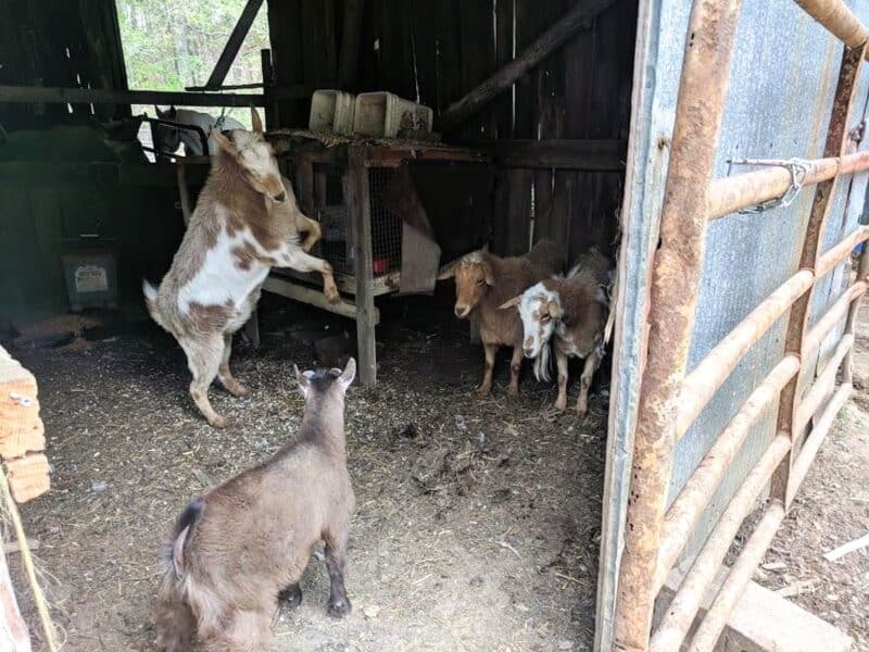 goats playing in the barn