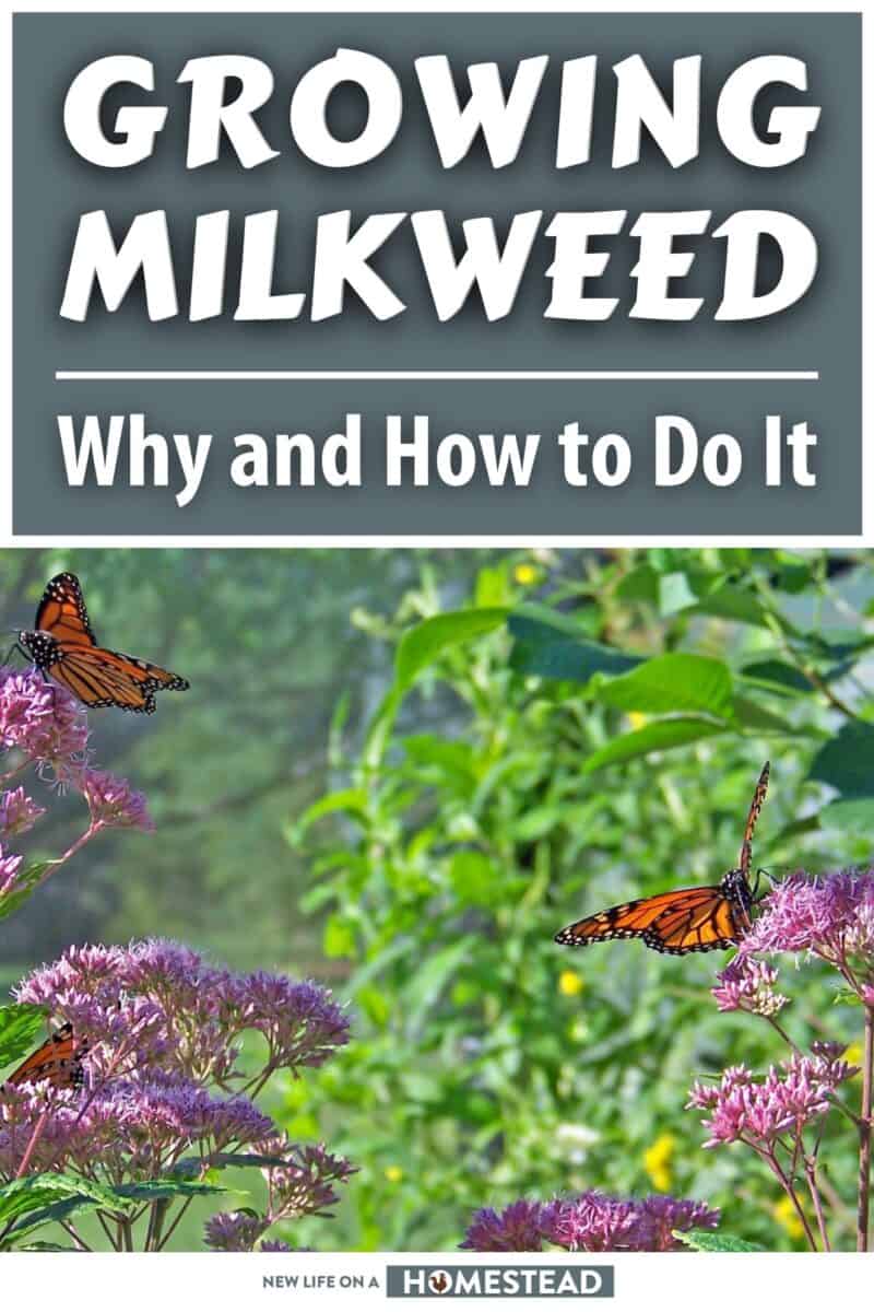 growing milkweed pinterest