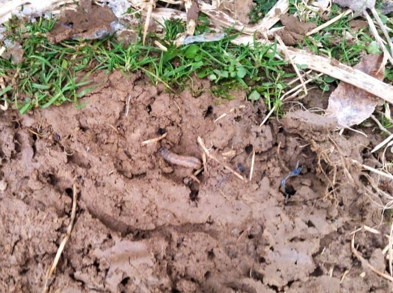 grub worm in the ground