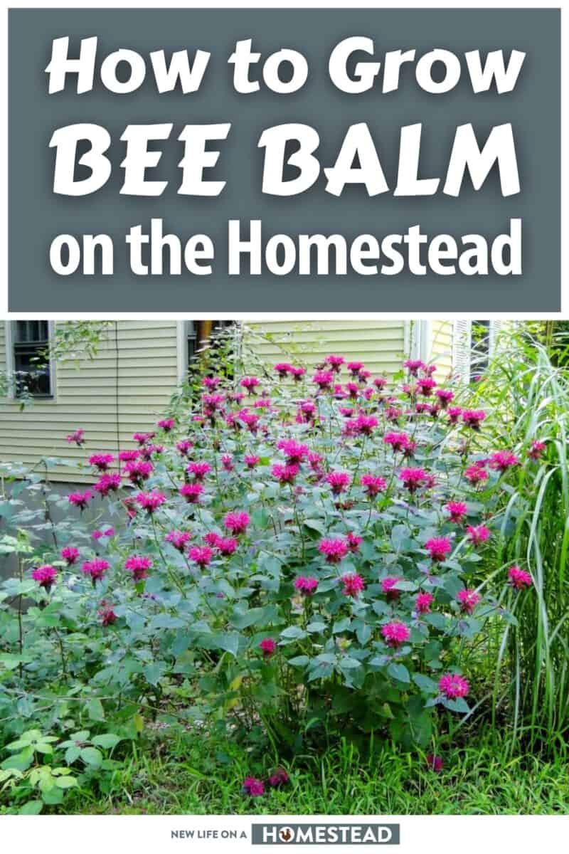 how to grow bee balm pinterest