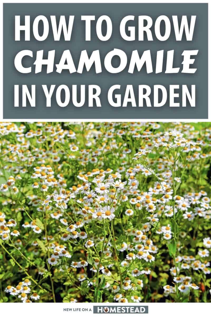 how to grow chamomile pinterest