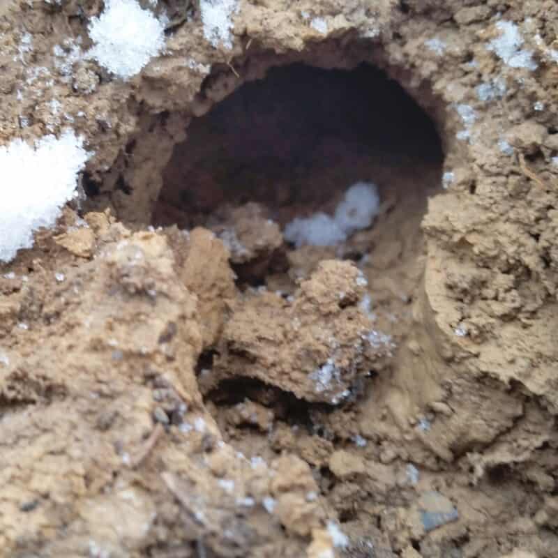 mole tunnel opening