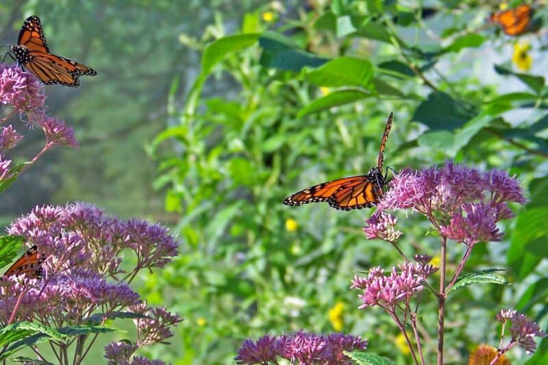 monarch butterflies on milkweed flowers