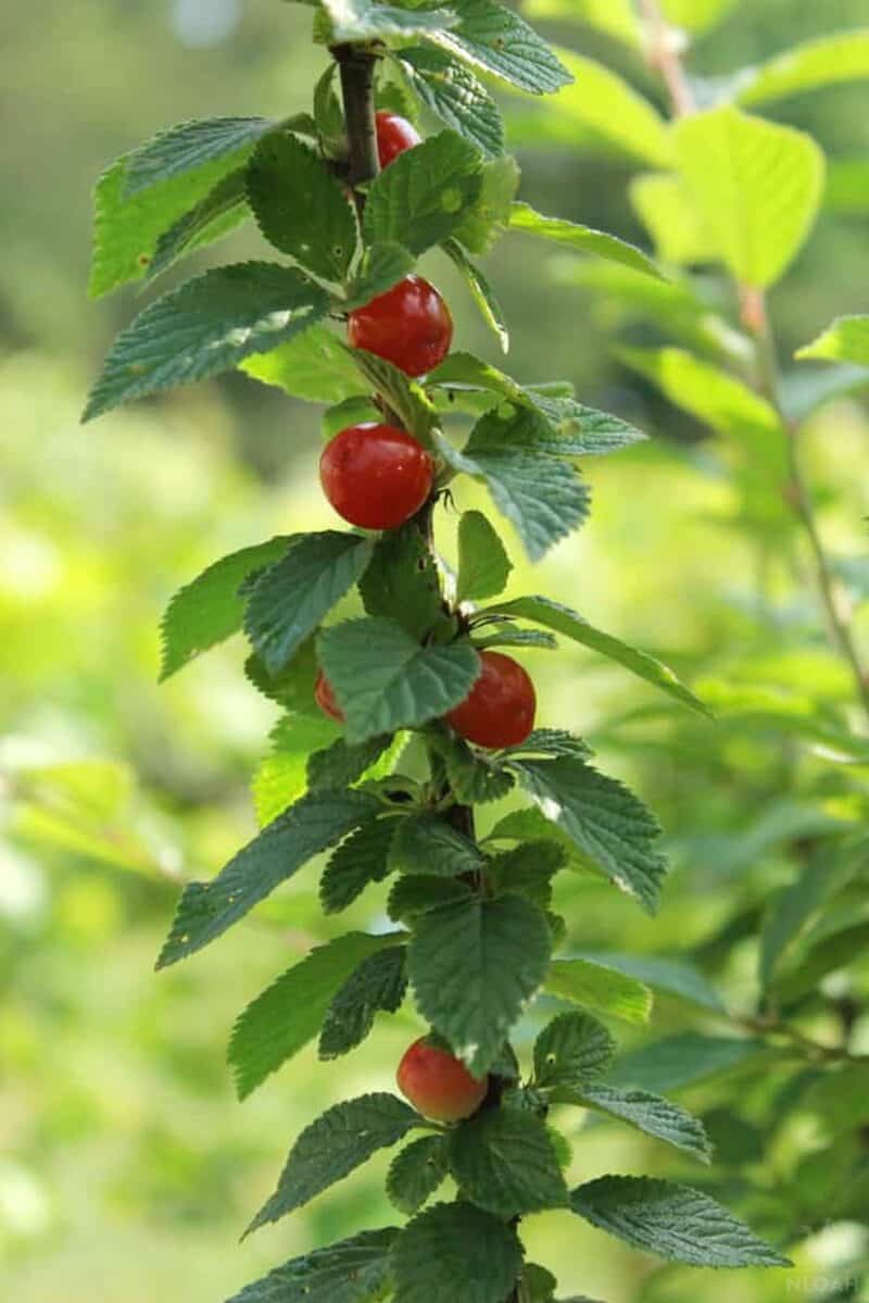 Nanking cherries on branch