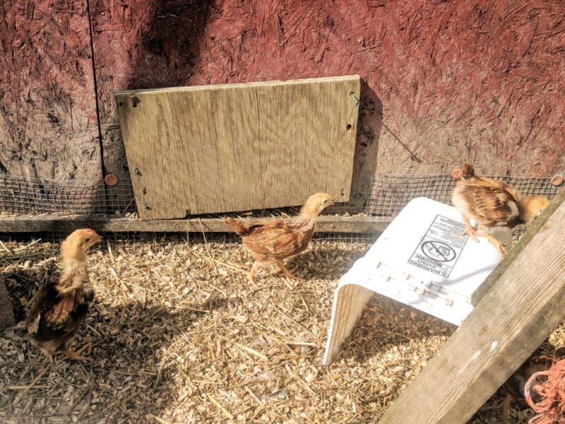 outdoor chicken area with sawdust shavings