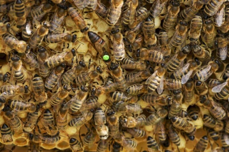 bees and queen bee in a beehive