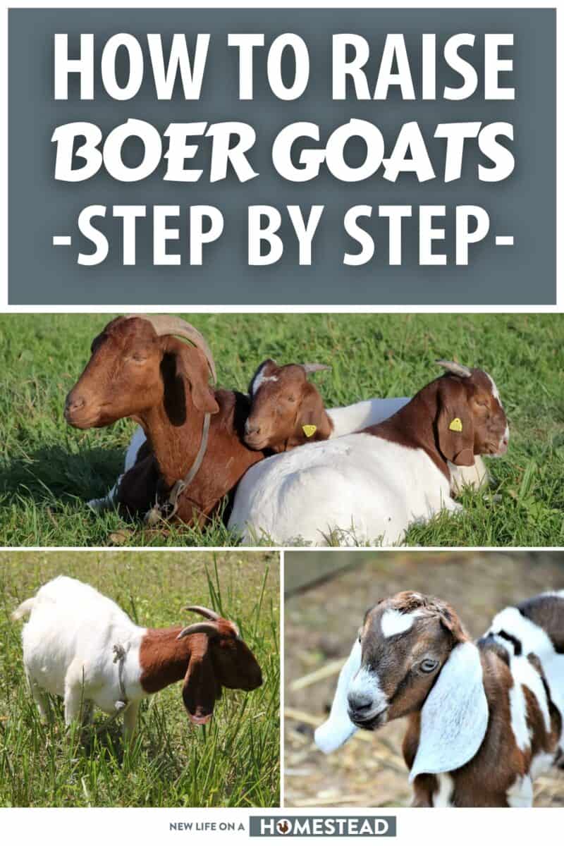 raising boer goats pinterest