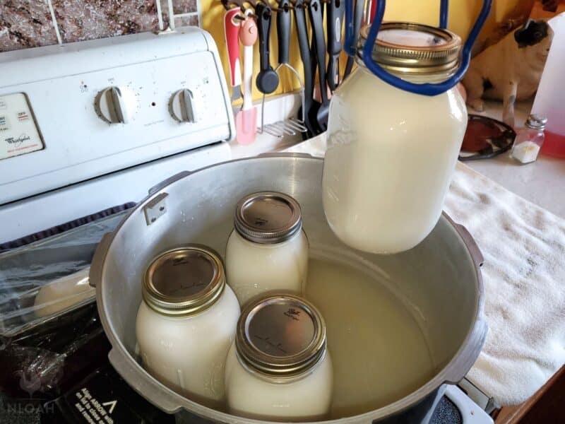 removing jars of canned milk using jar lifter