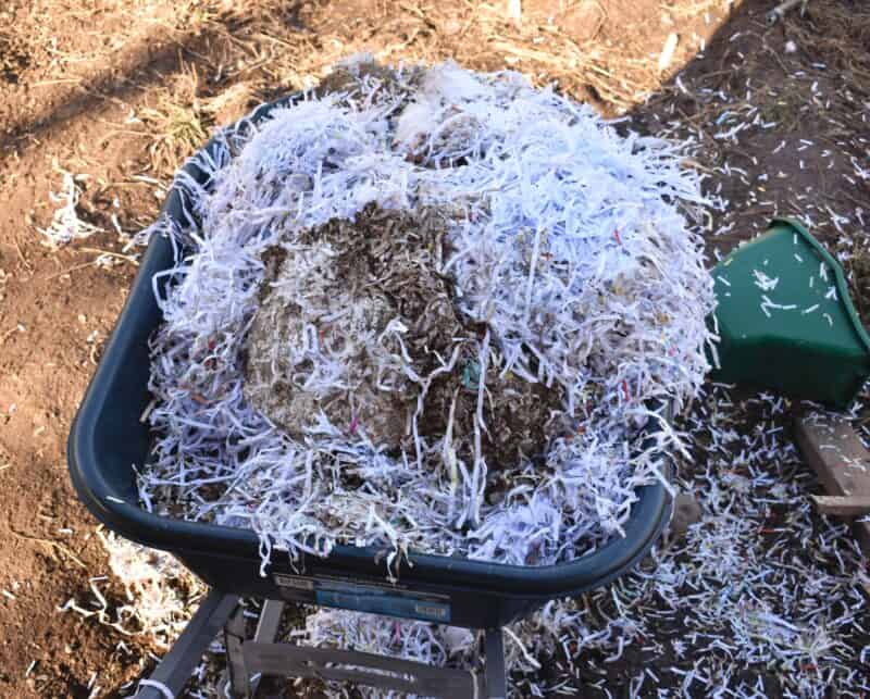 removing old coop bedding for the compost with a wheelbarrow