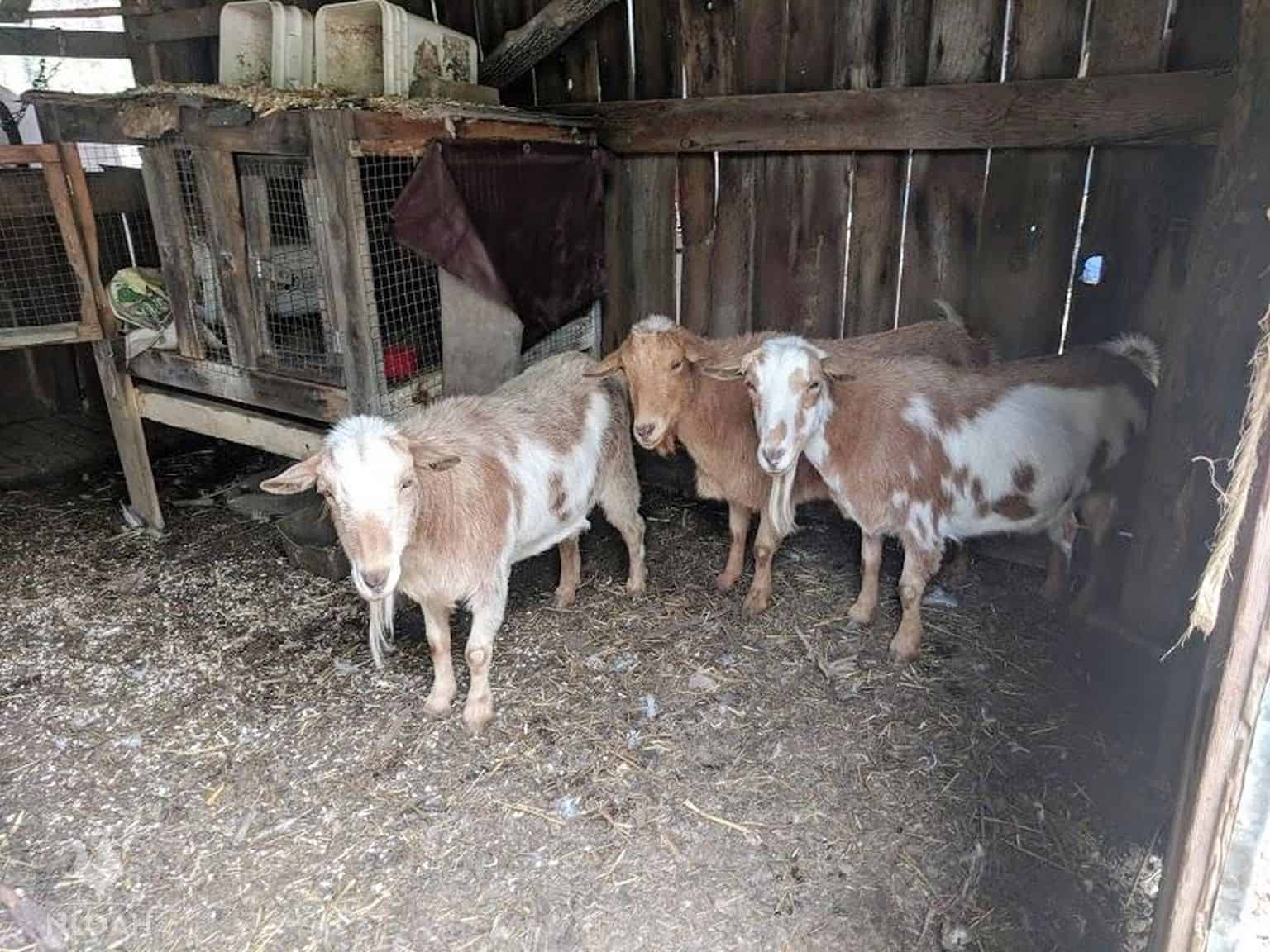 three Nubian nanny goats