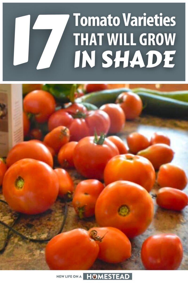 tomatoes growing in shade pinterest