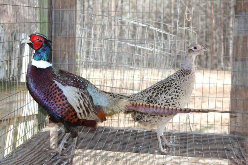 two pheasants in a cage