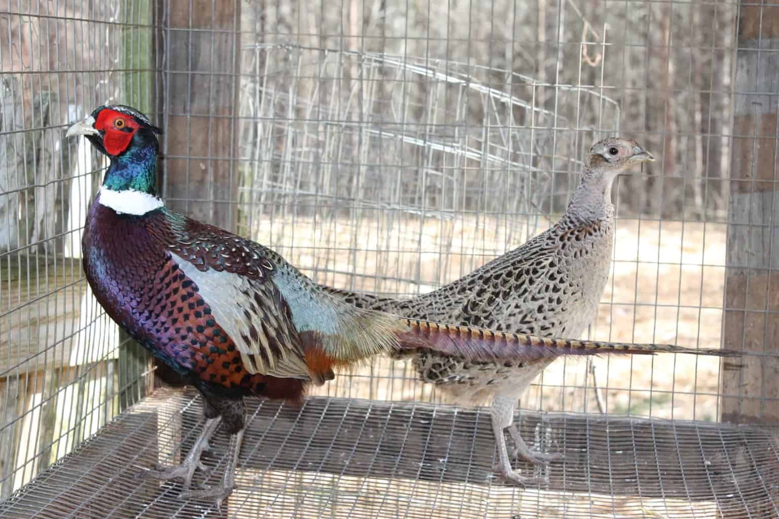 two pheasants in a cage