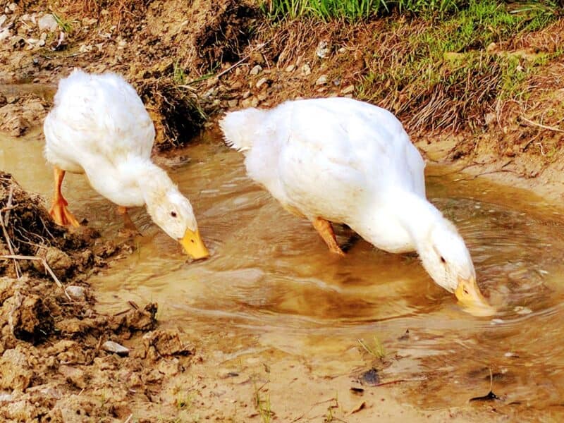 two Pekin ducks drinking water