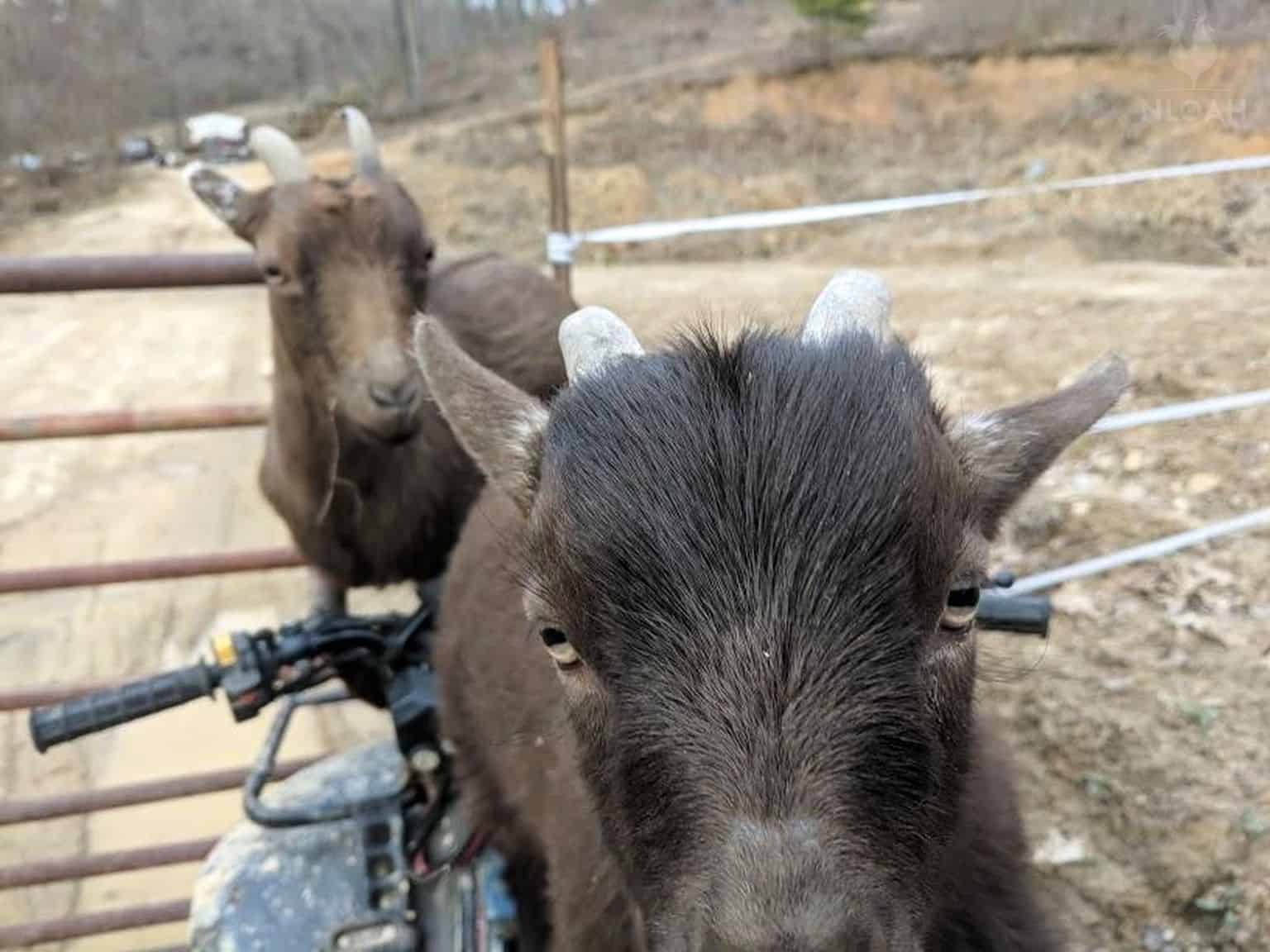 two goats climbed on a 4-wheeler ATV