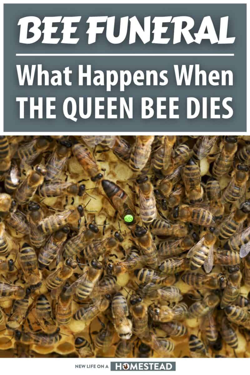 what happens when queen bee dies pinterest