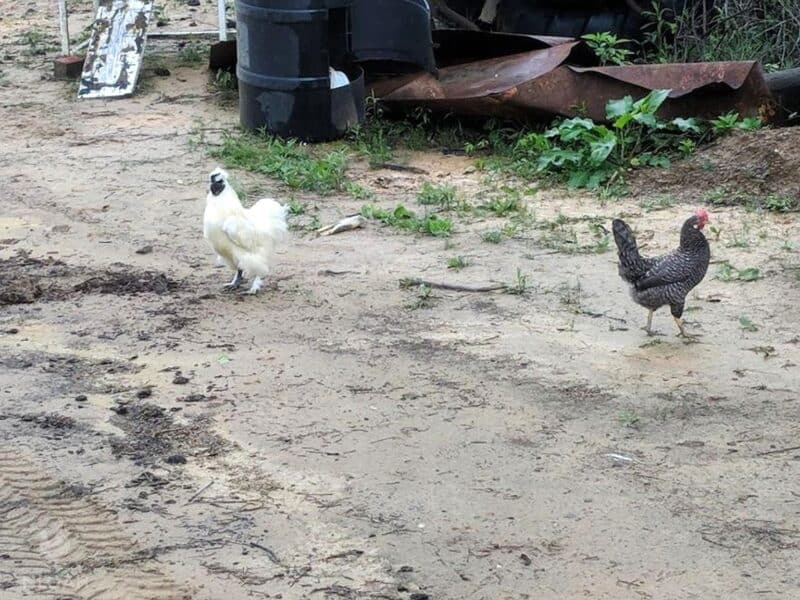 white silkie rooster next to gray hen