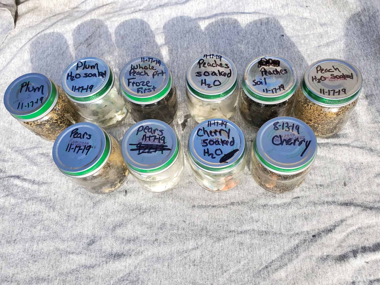 10 jars with seeds for cold stratification