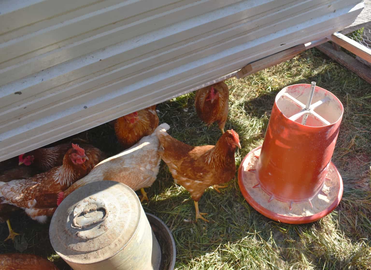 New Hampshire chickens in chicken run looking to eat